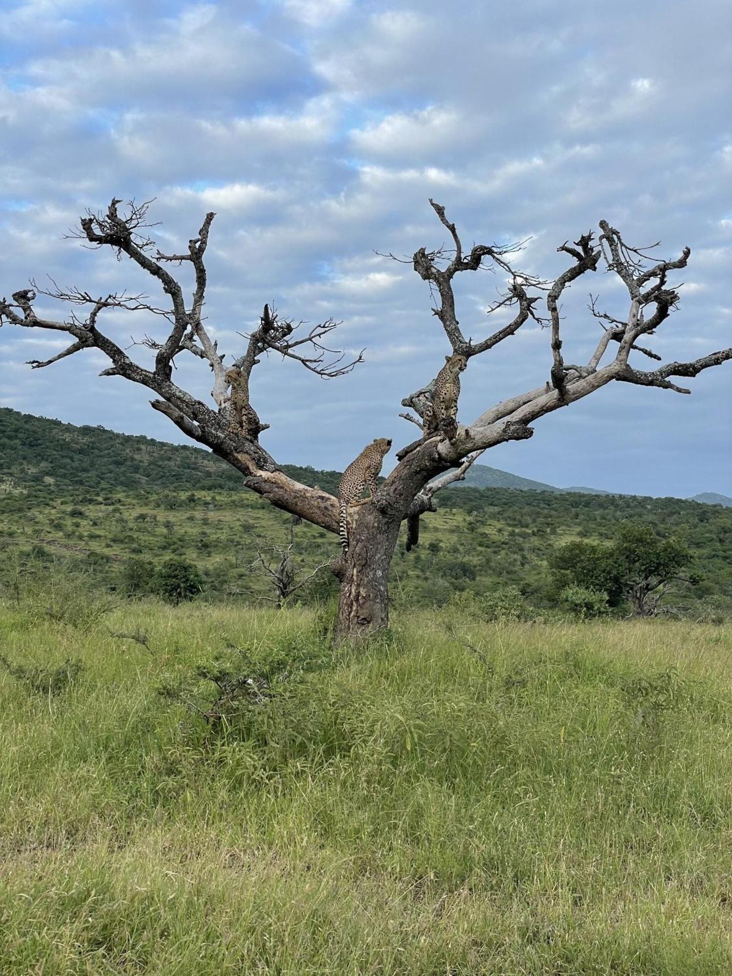 Rhino River Lodge Manyoni Private Game Reserve Экстерьер фото